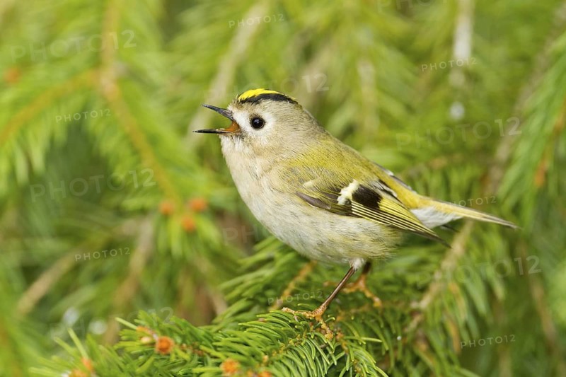 Goldcrest (Regulus regulus) singing, Baden-Wuerttemberg, Germany