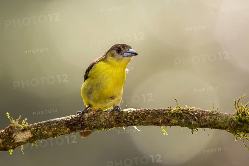 Lemon-rumped Tanager (Ramphocelus icteronotus) female perched on a branch, Alambi, Ecuador