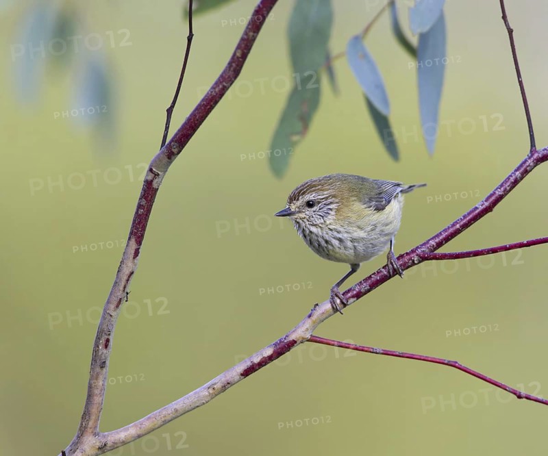 Striated Thornbill (Acanthiza lineata), Victoria, Australia