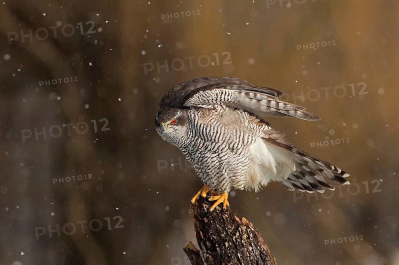 Northern Goshawk (Accipiter gentilis) female, Baden-Wuerttemberg, Germany