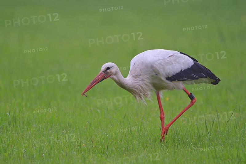 White Stork (Ciconia ciconia) male foraging, North Rhine-Westphalia, Germany