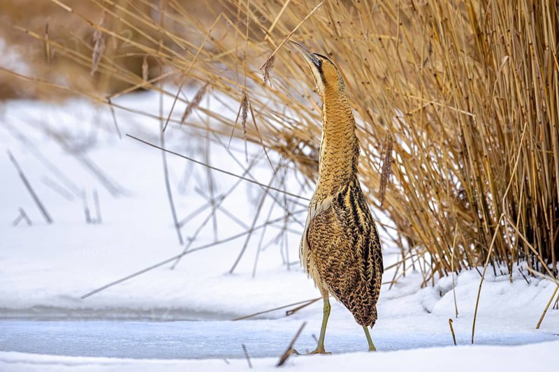 Disturbed Eurasian bittern, great bittern (Botaurus stellaris) bitterning in the snow in dense reed bed, reedbed along lake shore in winter