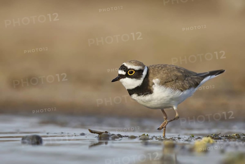 Little Ringed Plover (Charadrius dubius) foraging, North Rhine-Westphalia, Germany