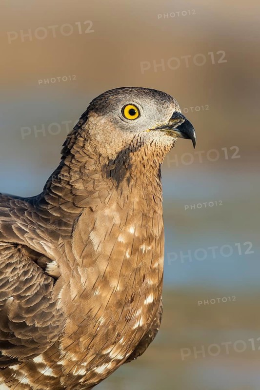 European Honey Buzzard (Pernis apivorus), Eilat, Israel