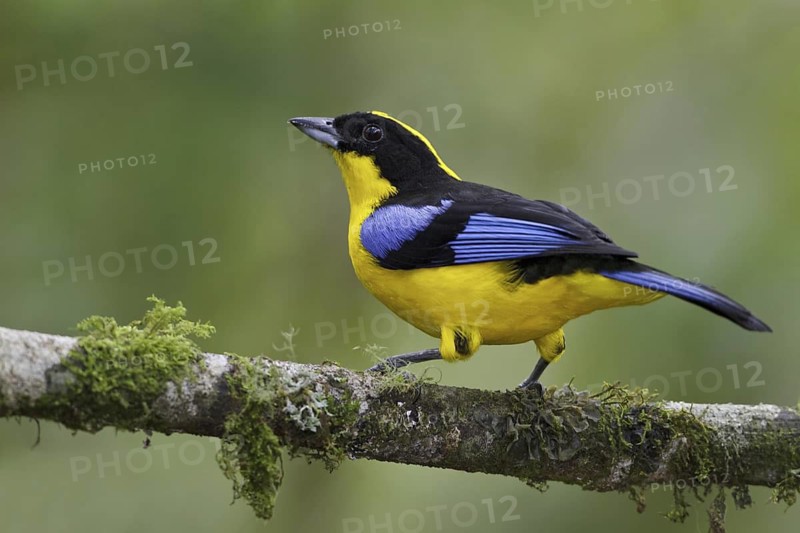 Blue-winged Mountain Tanager (Anisognathus somptuosus), Ecuador