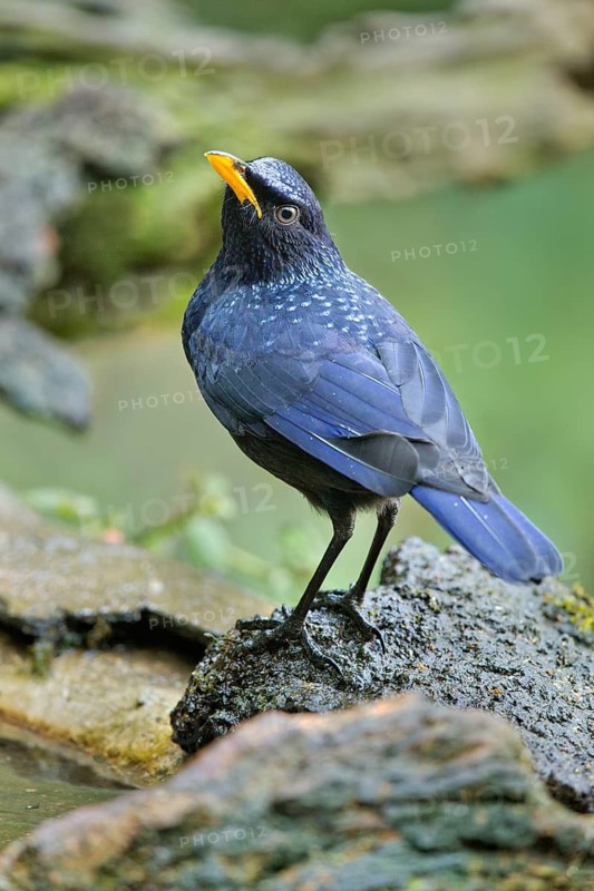 Blue Whistling Thrush (Myophonus caeruleus), Yunnan, China