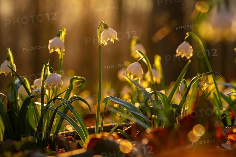 Group of blooming spring knotflowers (Leucojum vernum), also known as marsh fritillaries, in the warm evening backlight on the ground of a deciduous forest, Lower Saxony, Germany