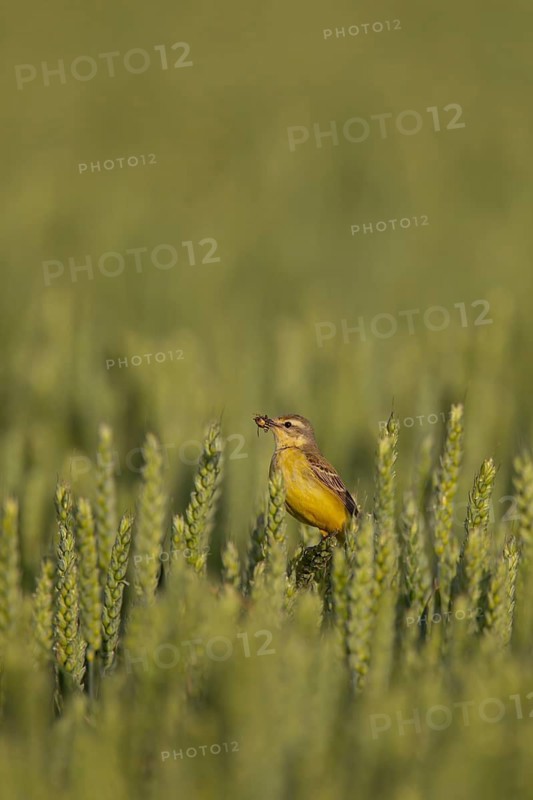 Yellow wagtail (Motacilla flava) adult bird in a farmland wheat crop with insects in its beak for food in summer, Suffolk, England, United Kingdom