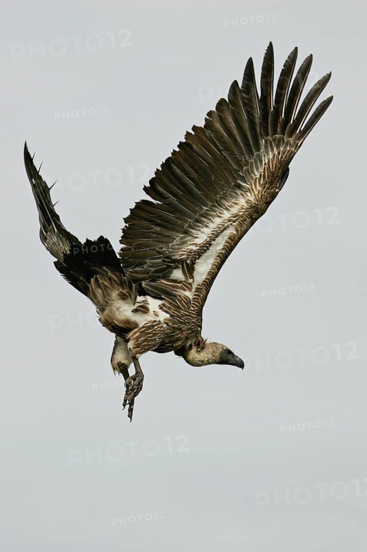 White-backed vulture (Gyps africanus) flying with outstretched wings, Serengeti National Park, Tanzania