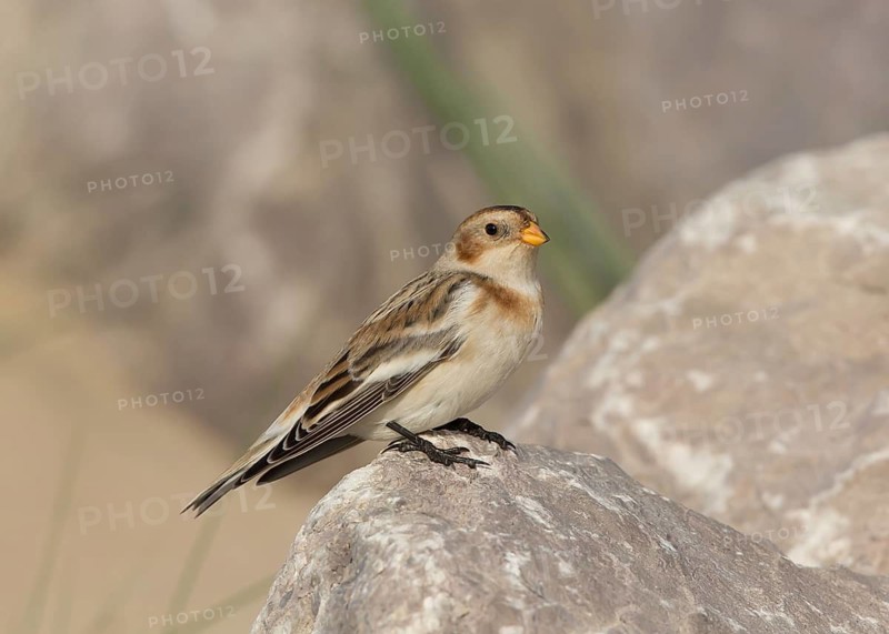 Snow Bunting (Plectrophenax nivalis), Wales, United Kingdom