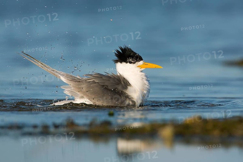Greater Crested Tern (Thalasseus bergii) bathing, Victoria, Australia