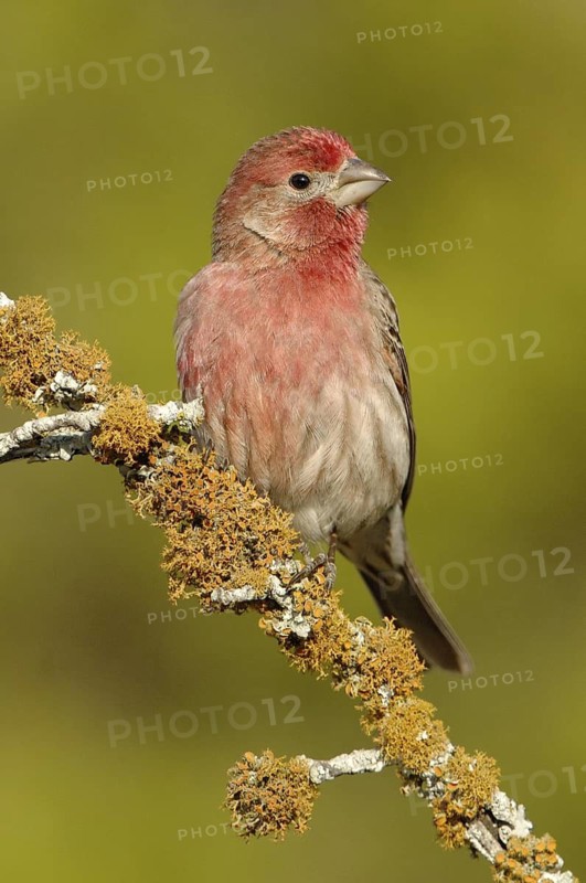 House Finch (Haemorhous mexicanus) male, Arizona, USA