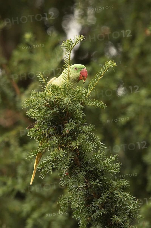 Alexandrine Parakeet (Psittacula eupatria) female, Hesse, Germany