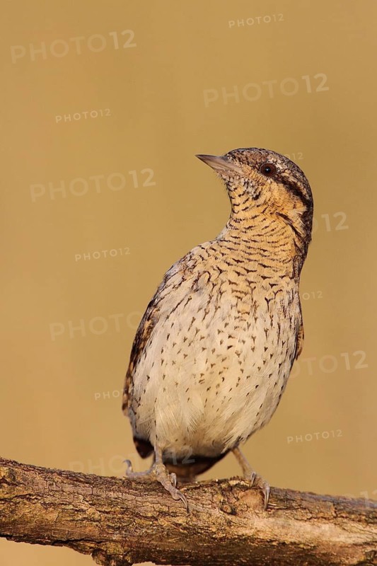 Eurasian Wryneck (Jynx torquilla), Baden-Wuerttemberg, Germany
