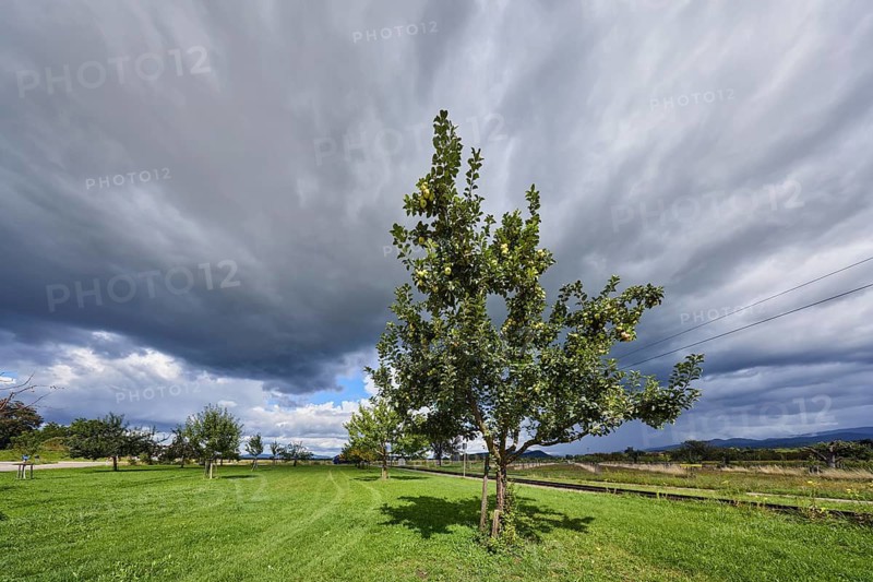 Cultivated apple (Malus domestica), Kohlenbacher apple, fruit, fruit tree, newly planted meadow orchard, meadow, track bed, tracks, blue sky, cumulus clouds, cumulonimbus clouds, white and dark clouds, country road L125, Krozinger Straße, Staufen im Breisgau, Black Forest, district Breisgau-Hochschwarzwald, Baden-Württemberg, Germany