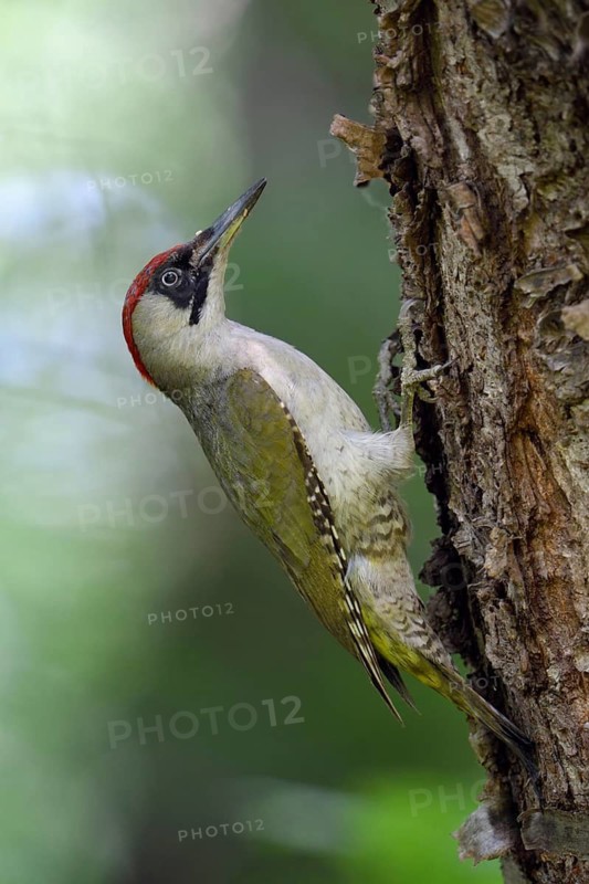 European Green Woodpecker (Picus viridis) female climbing tree trunk, North Rhine-Westphalia, Germany