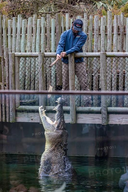 Feeding Maximo, the largest crocodile during a show at the St. Augustine Alligator Farm Zoological Park in Florida