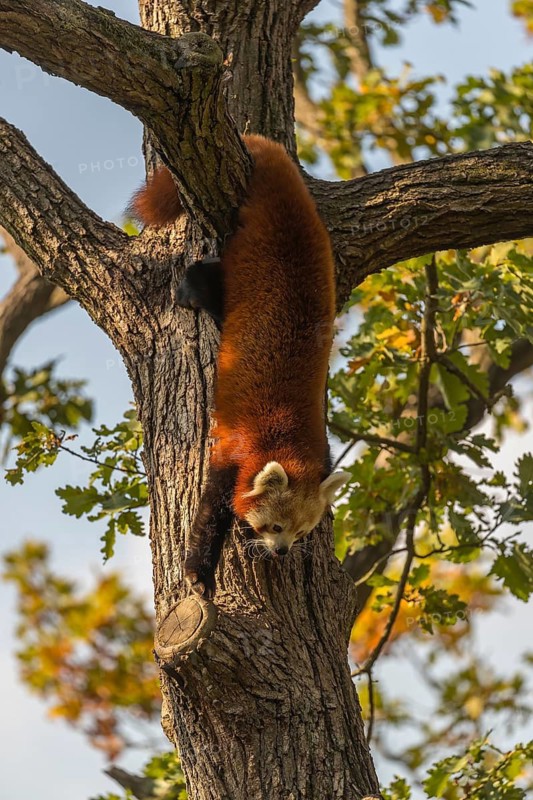 One red panda, Ailurus fulgens, walking on a branch high in a tree on a sunny day