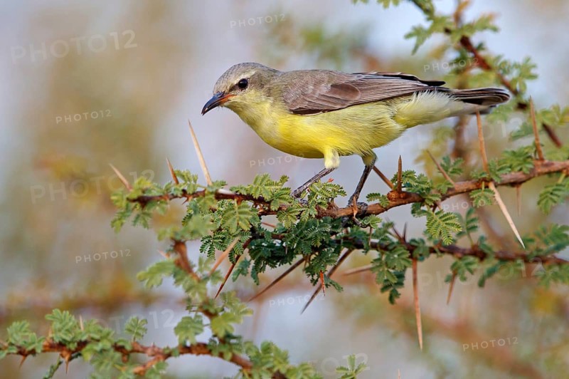 Honeybird, (Anthodiaeta metallica), perching warbler, honey sucker, family of passerines, Mudday, Salalah, Dhofar, Oman