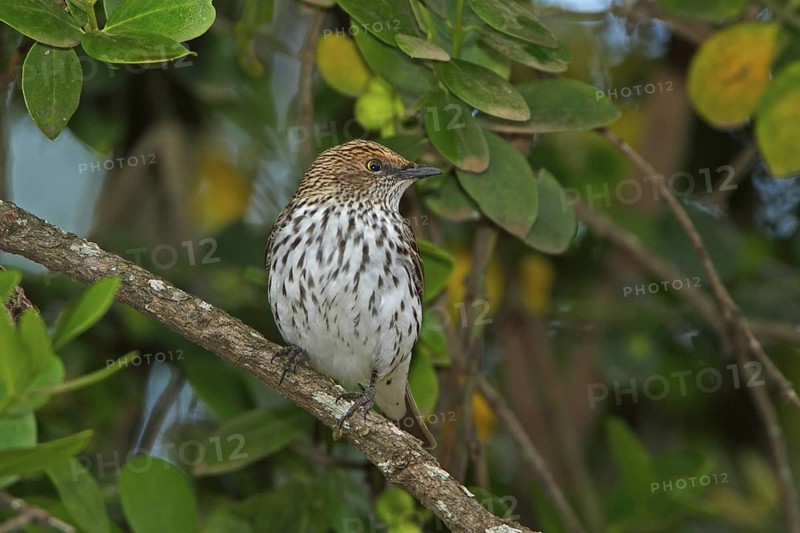Violet-backed Starling (Cinnyricinclus leucogaster) female, Masai Mara, Kenya