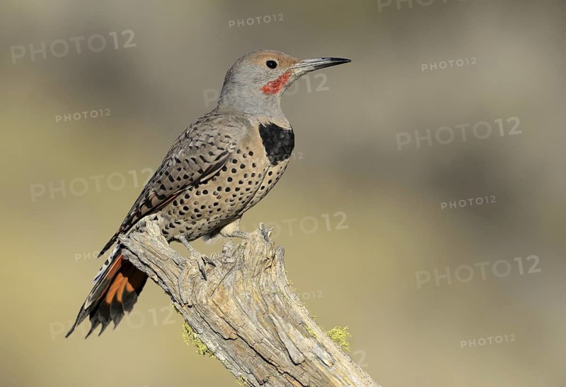 Northern Flicker (Colaptes auratus), Oregon, USA