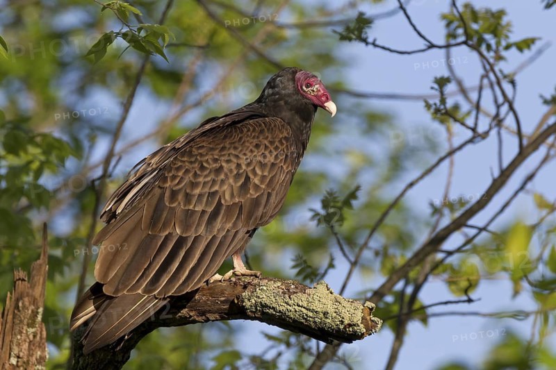 Turkey Vulture