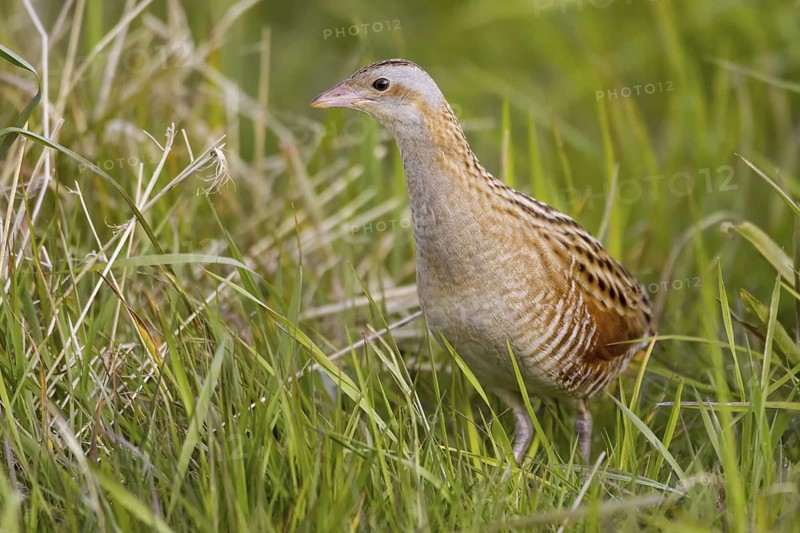 Corn Crake (Crex crex), Scotland, United Kingdom