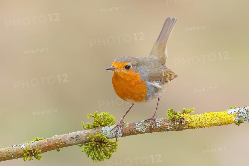 Robin (Erithacus rubecula), sitting on a branch overgrown with moss and lichen, foraging, winter feeding, wildlife, songbirds, animals, birds, Siegerland, North Rhine-Westphalia, Germany
