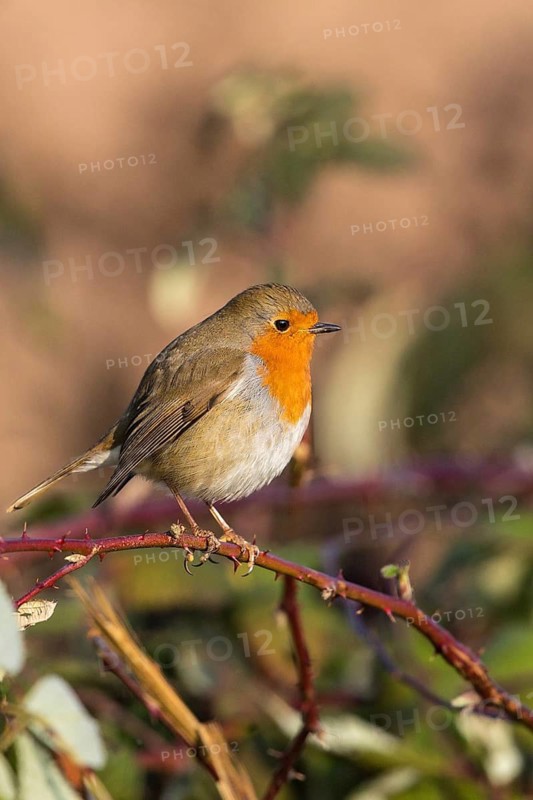 European Robin (Erithacus rubecula) perched on a branch, Bavaria, Germany