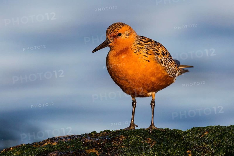Red Knot (Calidris canutus), Asturias, Spain