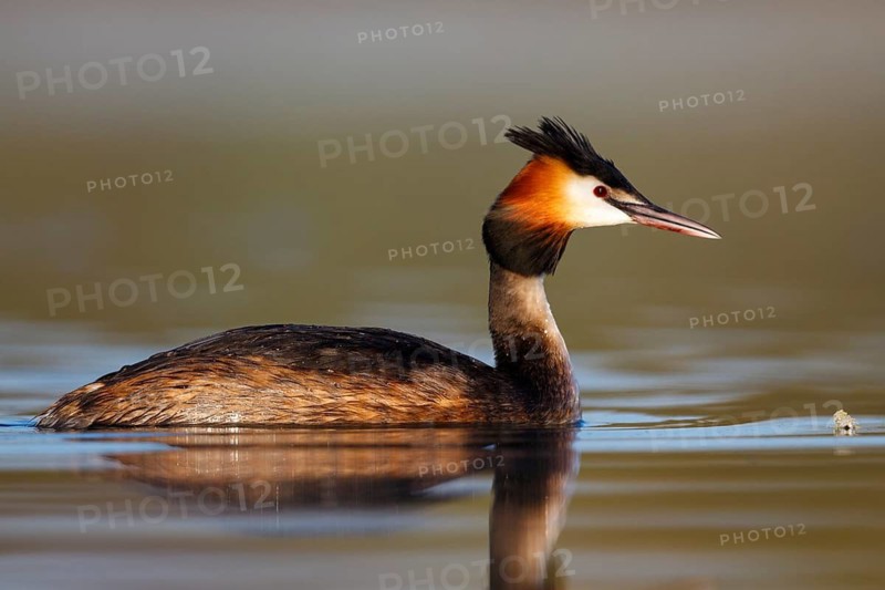 Great Crested Grebe (Podiceps cristatus), North Rhine-Westphalia, Germany