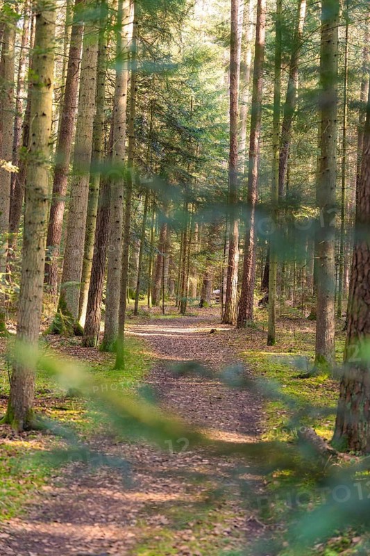 Walk through a dense forest with harmoniously falling light, district of Calw, Black Forest, Germany