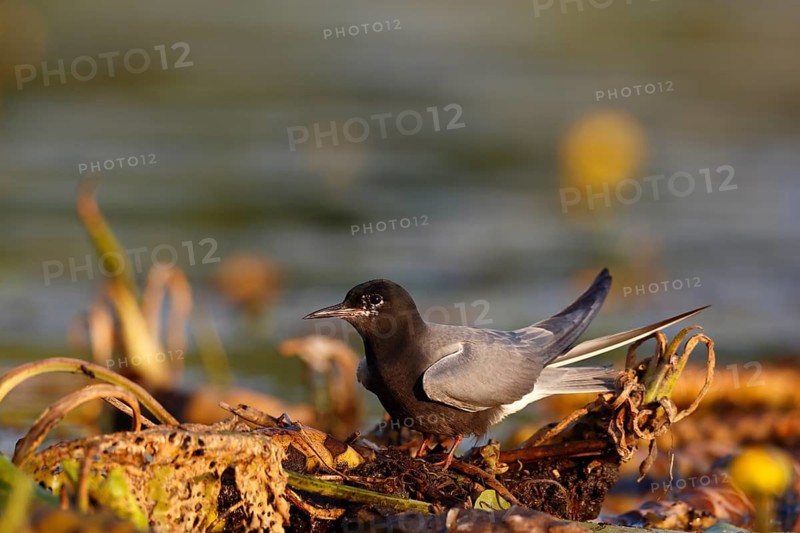 Black Tern (Chlidonias niger), Mecklenburg-Western Pomerania, Germany