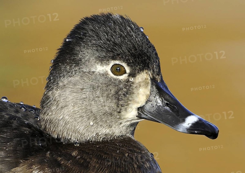 Ring-necked Duck (Aythya collaris) female, British Columbia, Canada