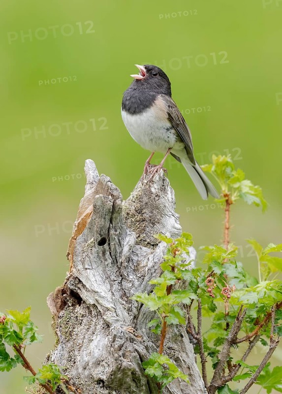 Oregon Junco (Junco hyemalis oreganus) singing, British Columbia, Canada