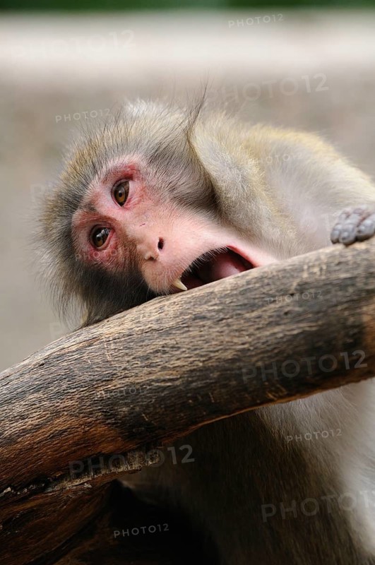 A curious monkey with an expressive face bites into a piece of wood, red-faced macaque (Macaca fuscata), captive