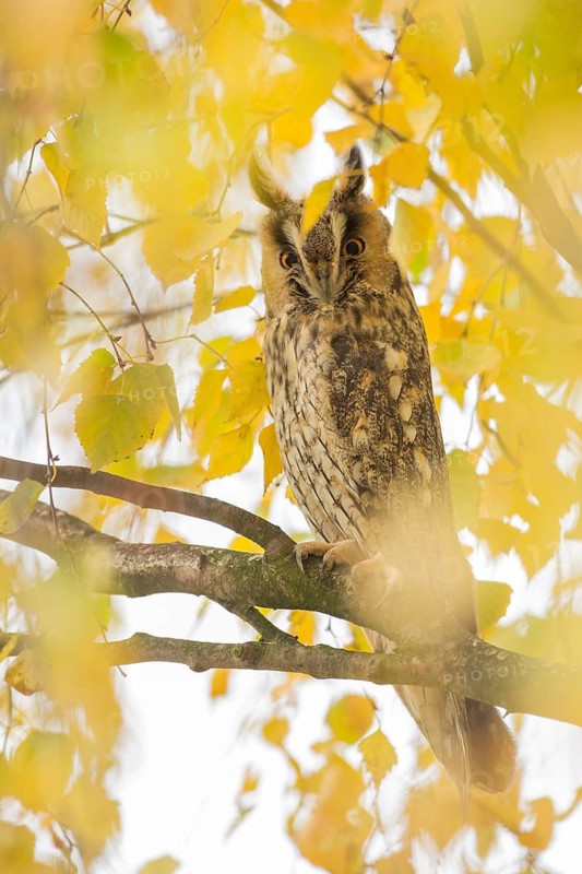 Long-eared Owl (Asio otus) perched in a birch tree, Rhineland-Palatinate, Germany