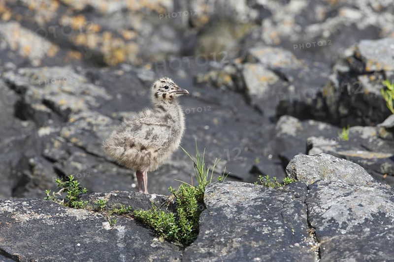 Mew Gull (Larus canus) juvenile, Norway