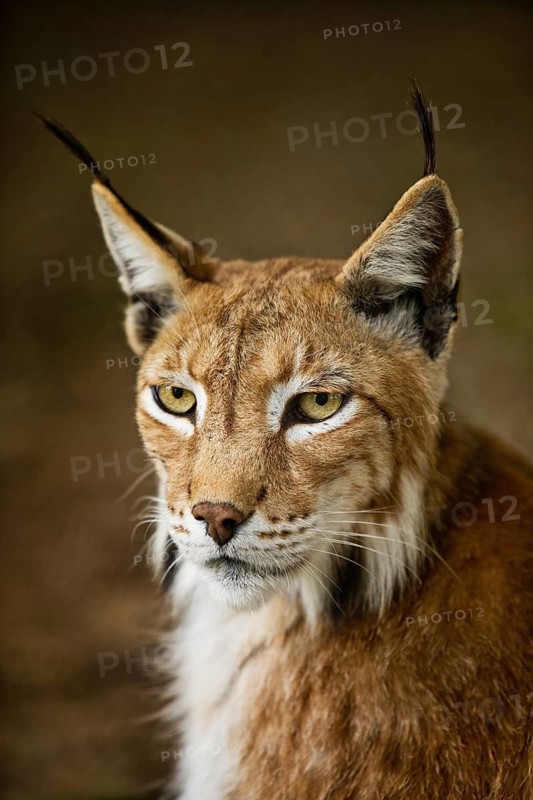 Eurasian lynx (Lynx lynx), northern lynx portrait, captive in Sababurg Zoo, Hofgeismar, Reinhardswald, Hesse, Germany