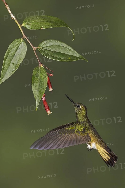 Buff-tailed Coronet (Boissonneaua flavescens), Ecuador