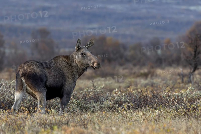 Meanwhile the sun has set behind the mountains of Dovrefjell and the strikingly large cow moose (Alces alces) continues its search for food, moose rut, rutting season, autumn, Ruska, September, Norway