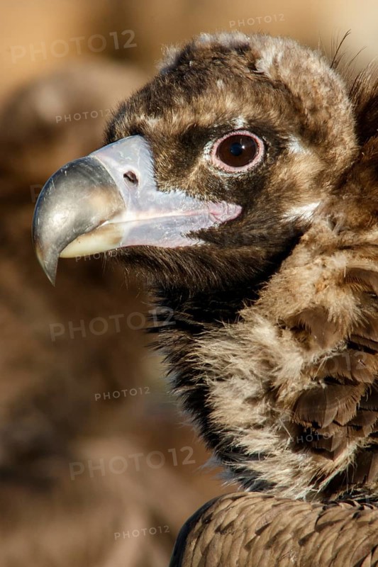 Cinereous Vulture (Aegypius monachus) portrait, Castile and Leon, Spain