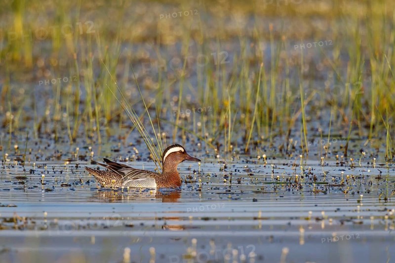 Garganey (Spatula querquedula) male, Lesvos, Greece