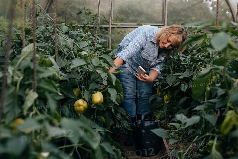 A woman in a striped shirt examines vegetable plants inside a lush greenhouse. Holding a phone, she appears engaged in monitoring plant growth, emphasizing sustainable gardening