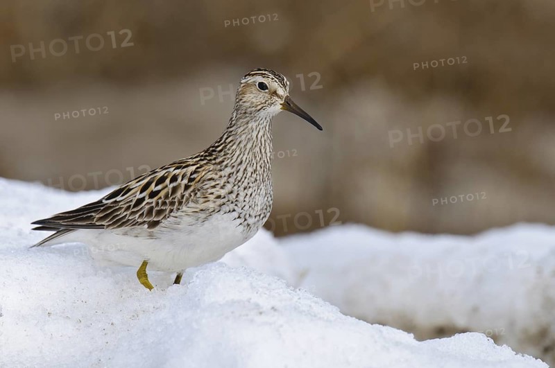 Pectoral Sandpiper (Calidris melanotos), Alaska, USA