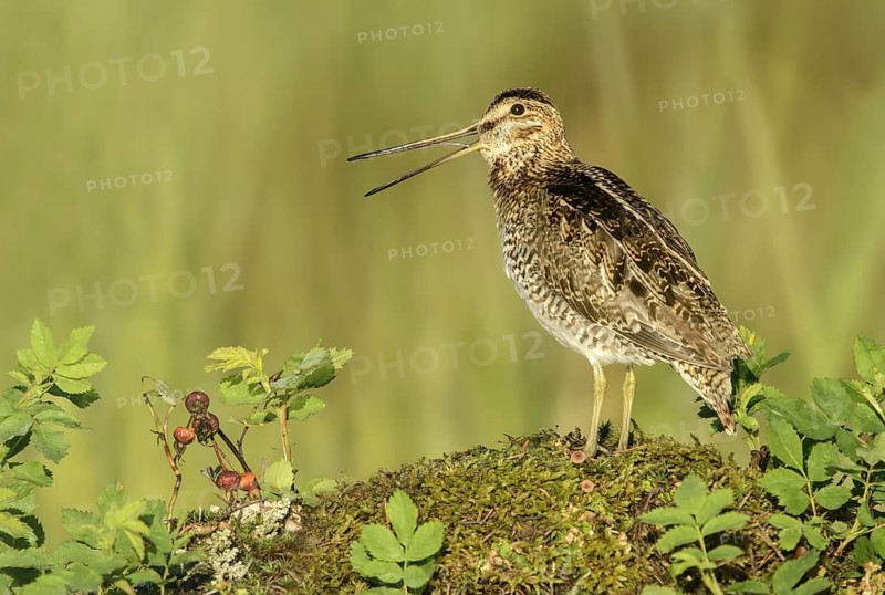 Wilson's Snipe (Gallinago delicata) calling, British Columbia, Canada