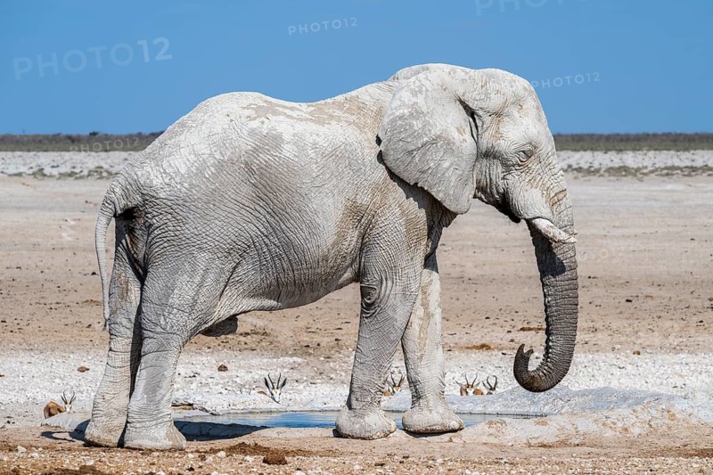 Lone African elephant (Loxodonta africana) drinking at a waterhole, Etosha National Park, Namibia