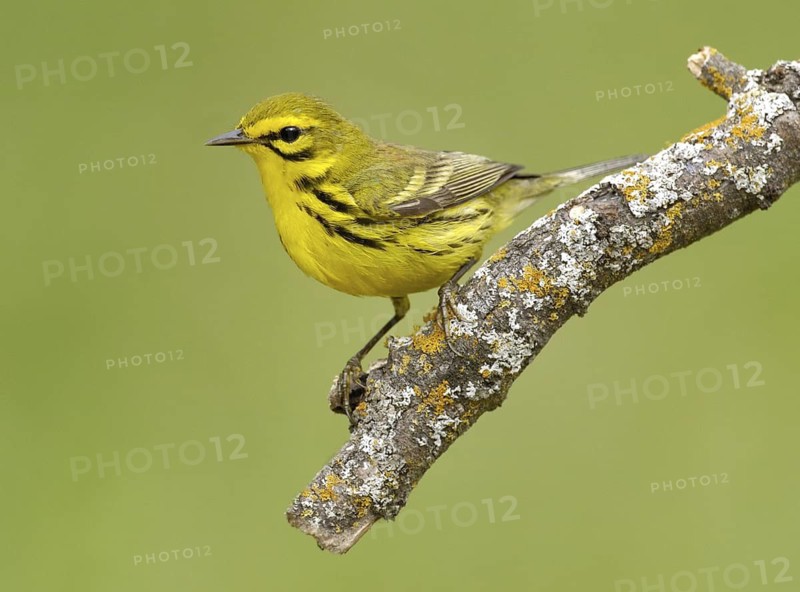 Prairie Warbler (Setophaga discolor), Texas, USA