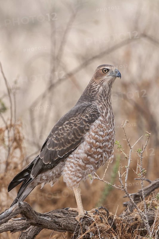 Pale Chanting Goshawk (Melierax canorus), Northern Cape, South Africa