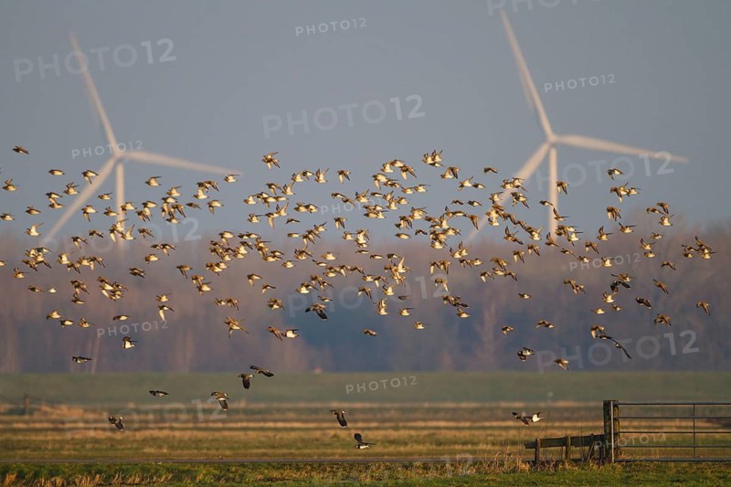 Golden Plover & Northern Lapwing (Pluvalis apricaria & Vanellus vanellus) flock flying, Netherlands